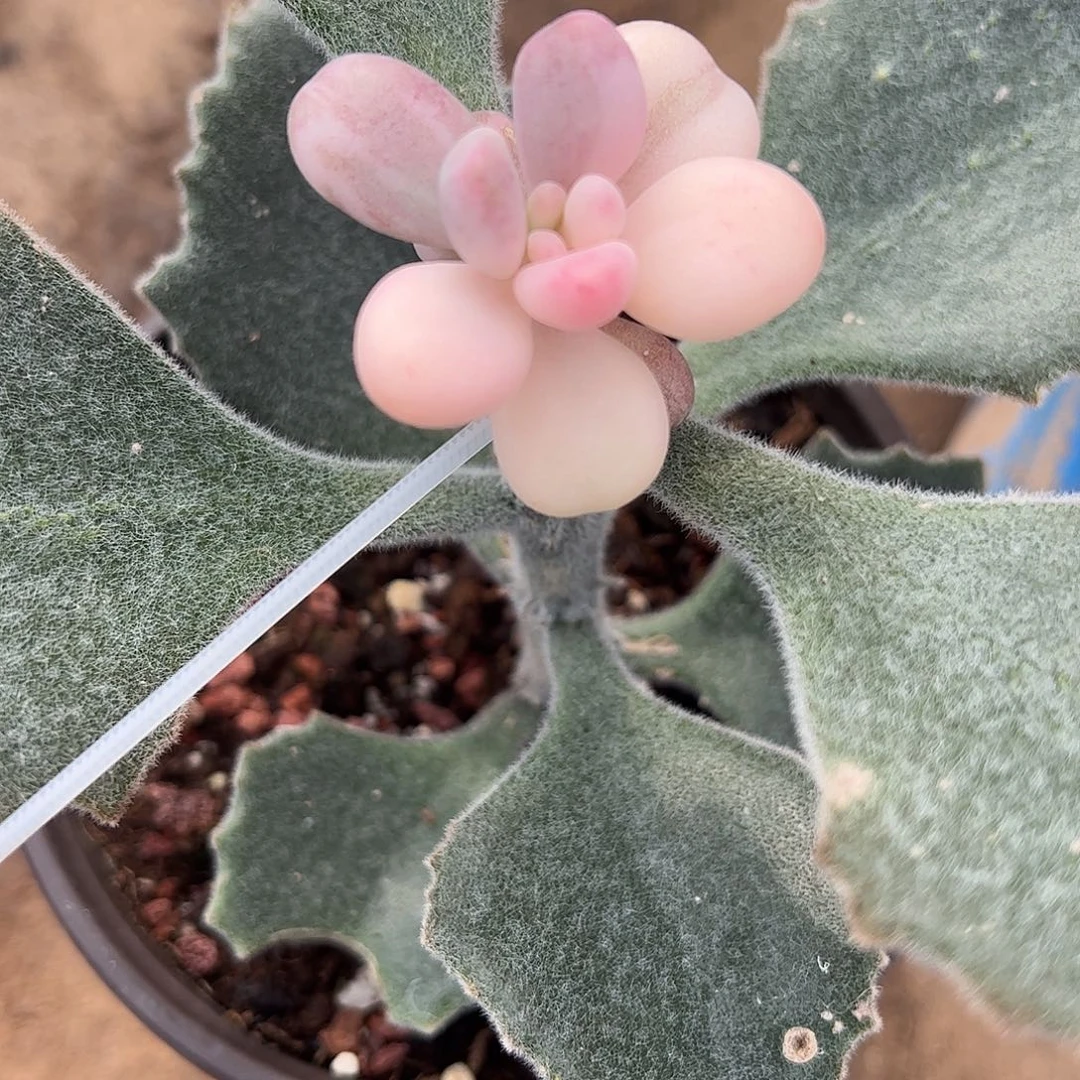 用***8多肉植物多肉植物