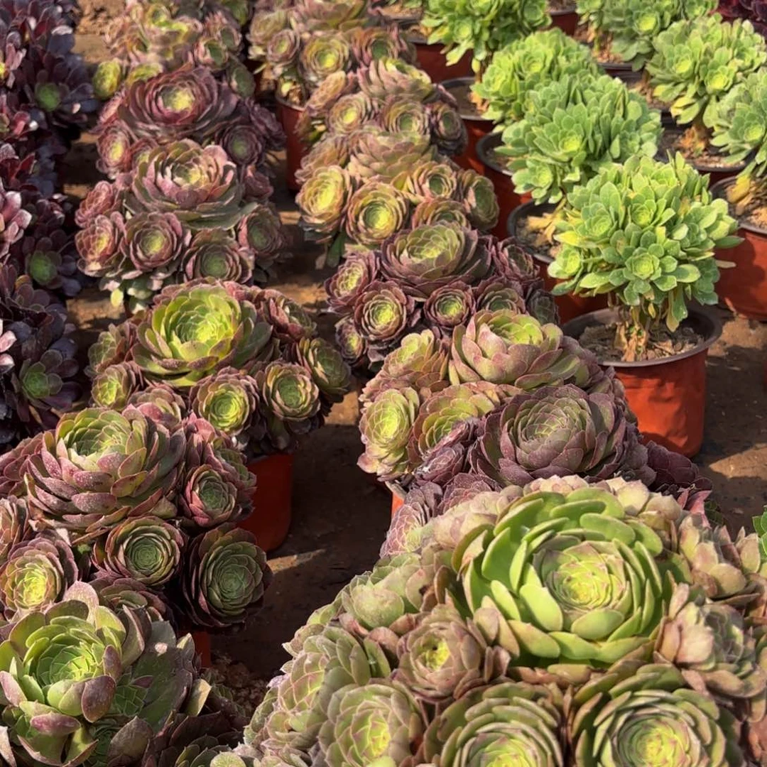 变色龙9.9法师多肉木质