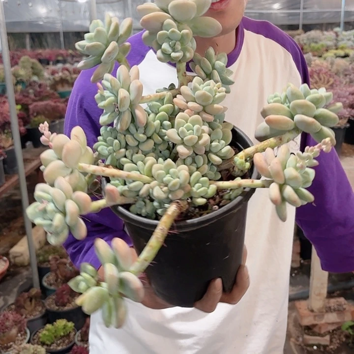 洛神老桩多肉盆栽