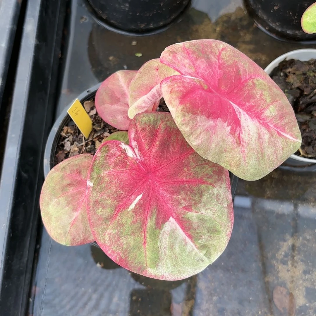 泰国彩叶芋24-0120