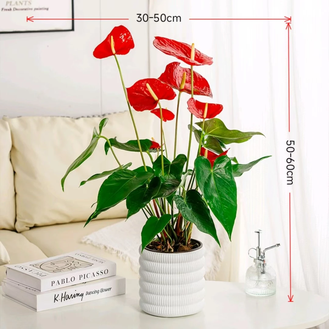 带盆土培红掌带花花苞4-6花净化空气桌面盆栽红掌50-60CM植物