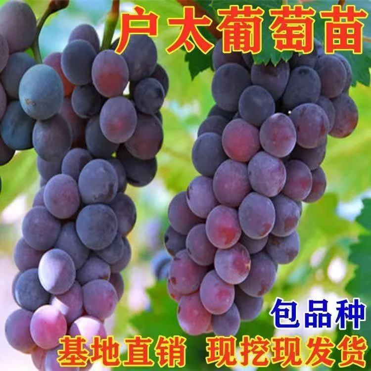 原产地发货户太8号阳台庭院地栽南北种植夏黑巨玫瑰葡萄果树苗