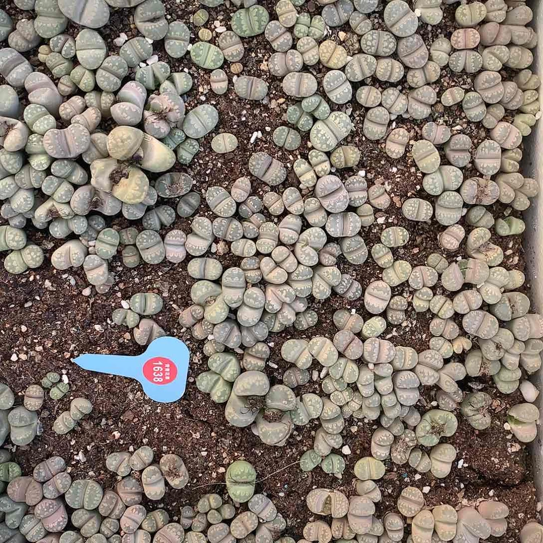 大牙一筐非常好看非常好看