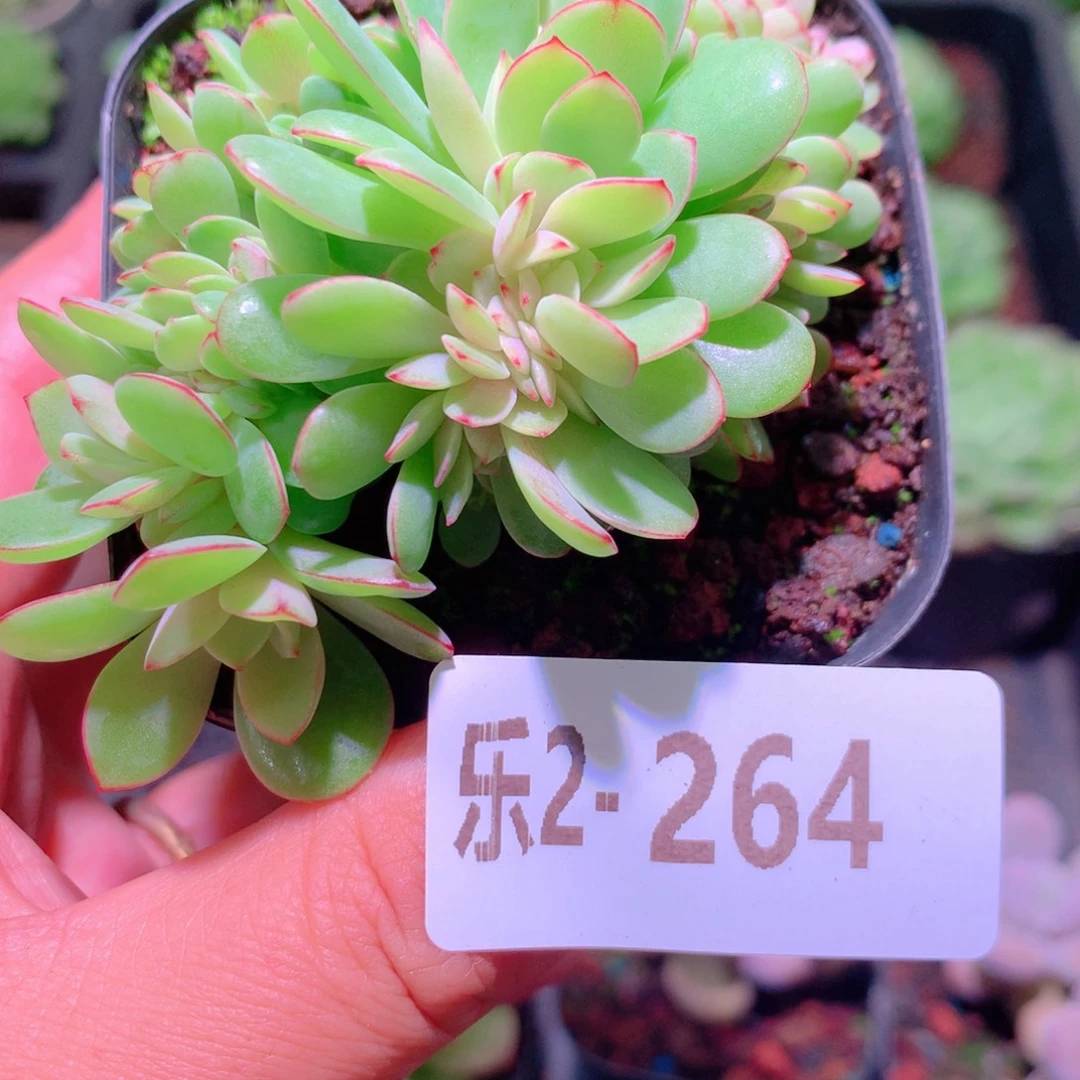 乐然2-264 春桃缀化