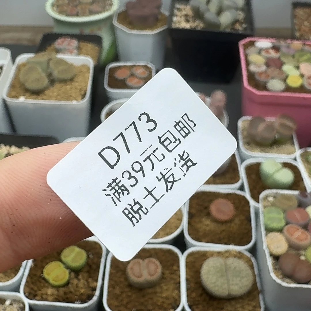 773绿光阳50个哈哈哈哈