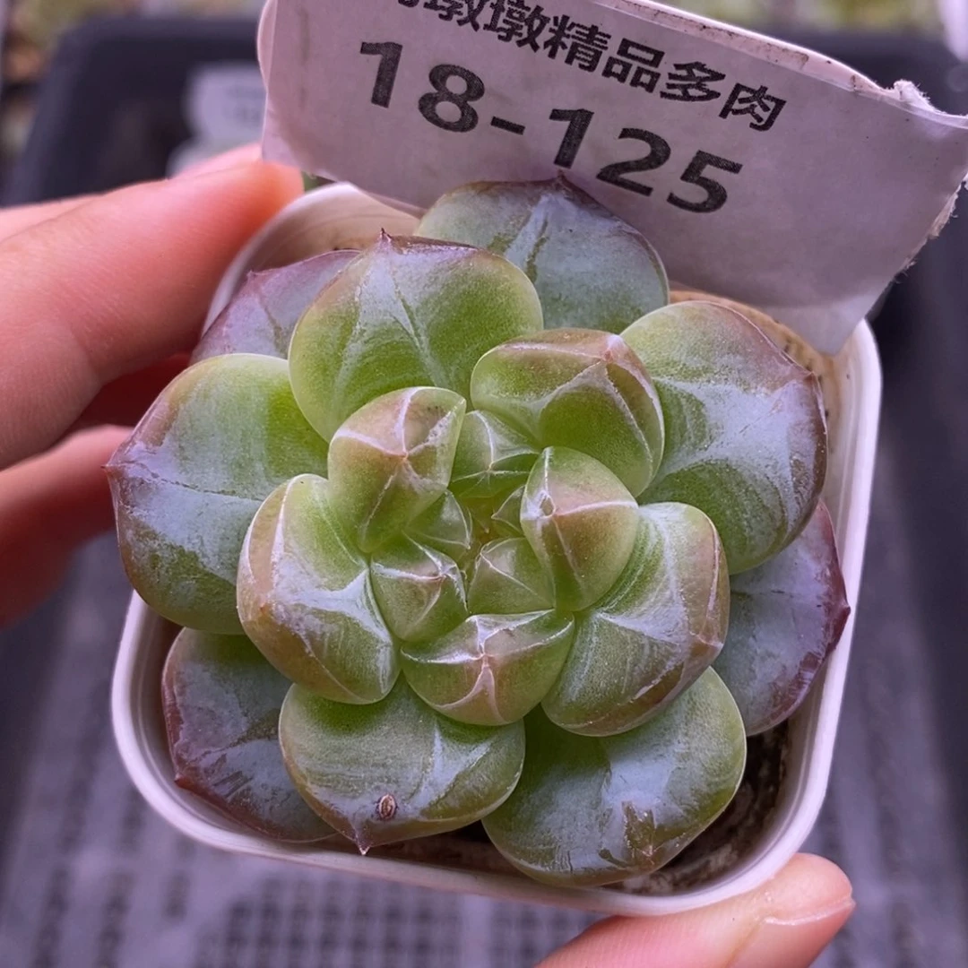 【闪购商品】18-125