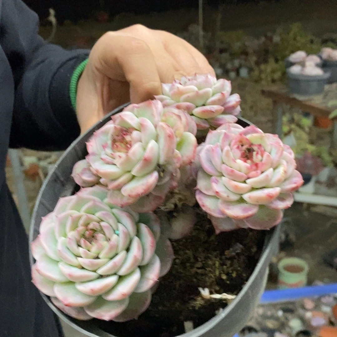 天鹅绒四头起发老桩