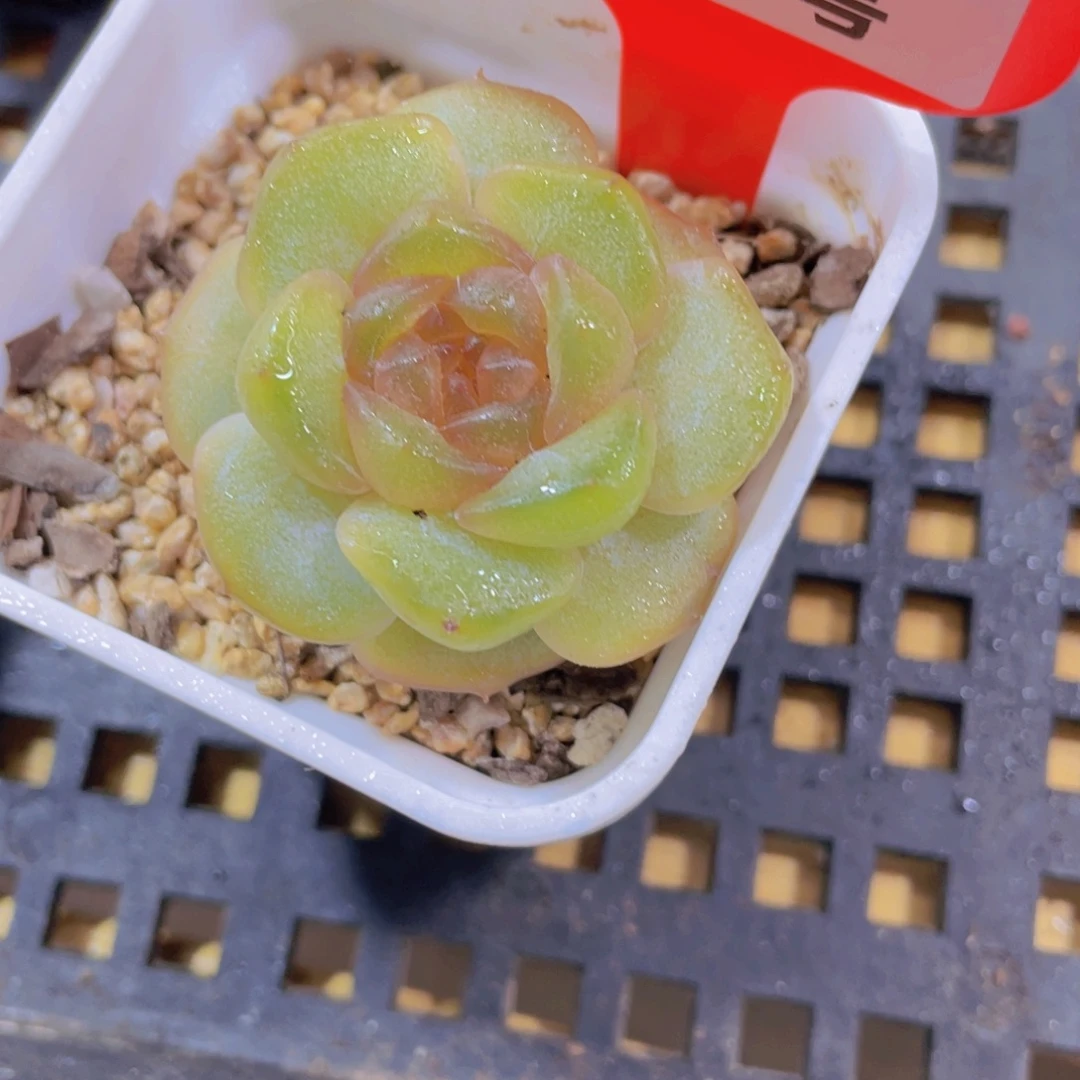 1362号 厚叶冰透彩色恋人