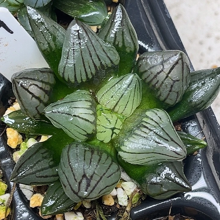 379短肥西瓜寿出云窗脱土发货