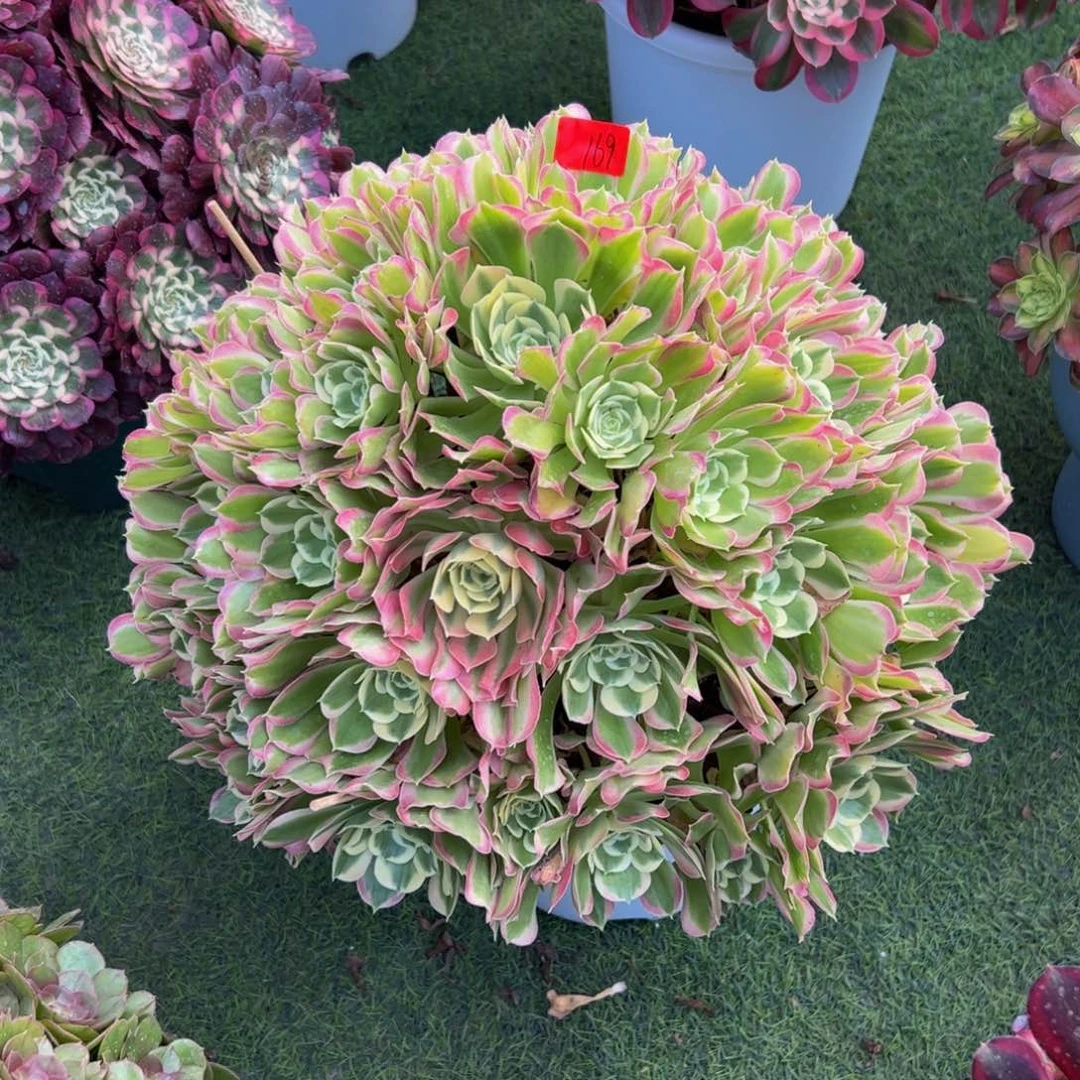 169炖肉植物发货白凤