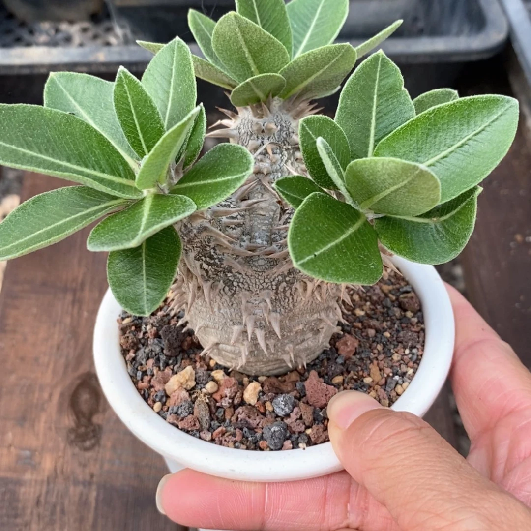 【闪购商品】惠比大黑