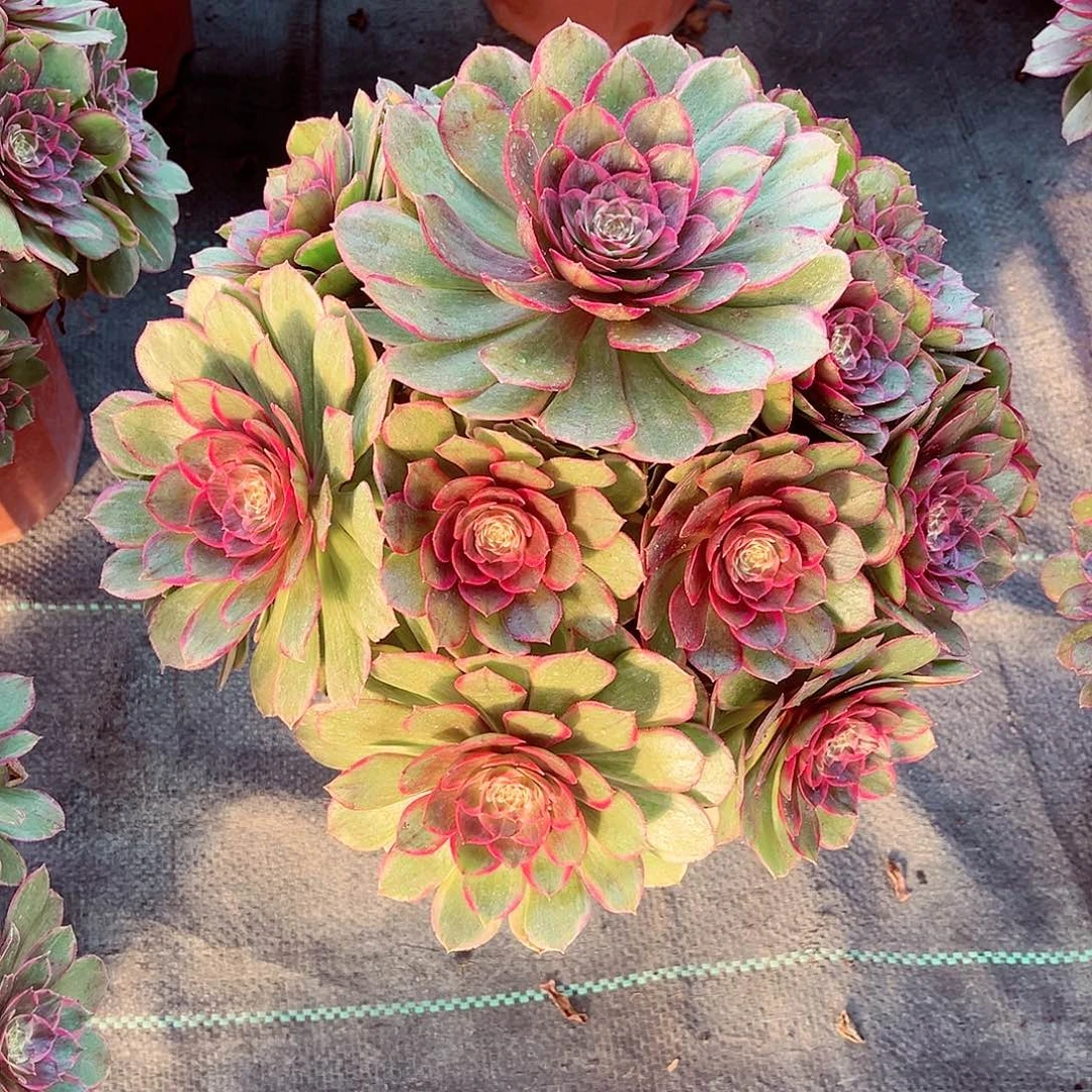 简**乐法师多肉漂亮漂亮