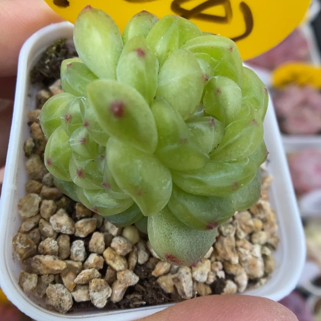 玲珑珍妮可拍1042号。