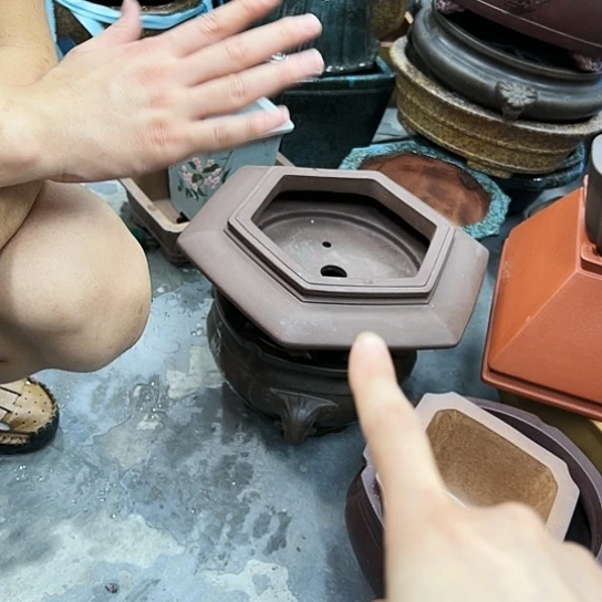 高*紫砂花盆中放一盆凉水喝