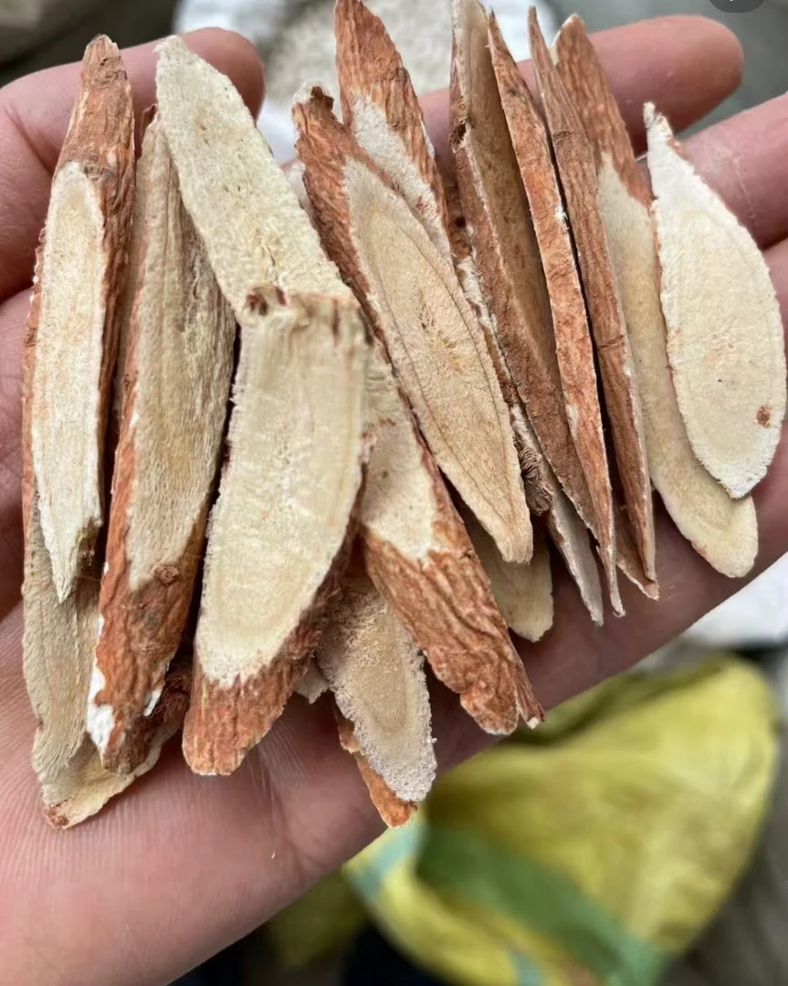 云南野生红皮黄芪