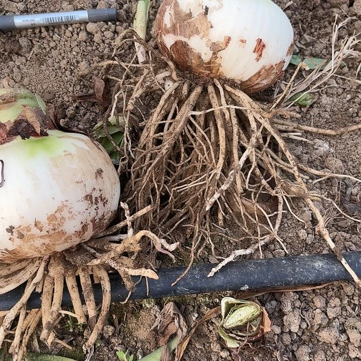 如*三个魅力四射籽播开花不售后1132