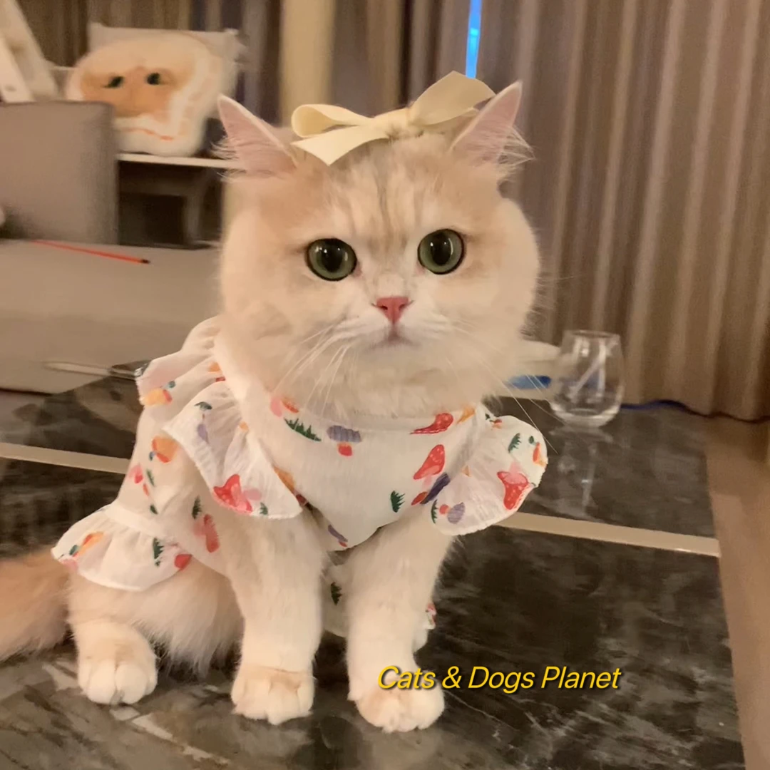 可牵引外出蘑菇爱心夏季透气连衣裙子大狗狗衣服猫咪用品泰迪英短