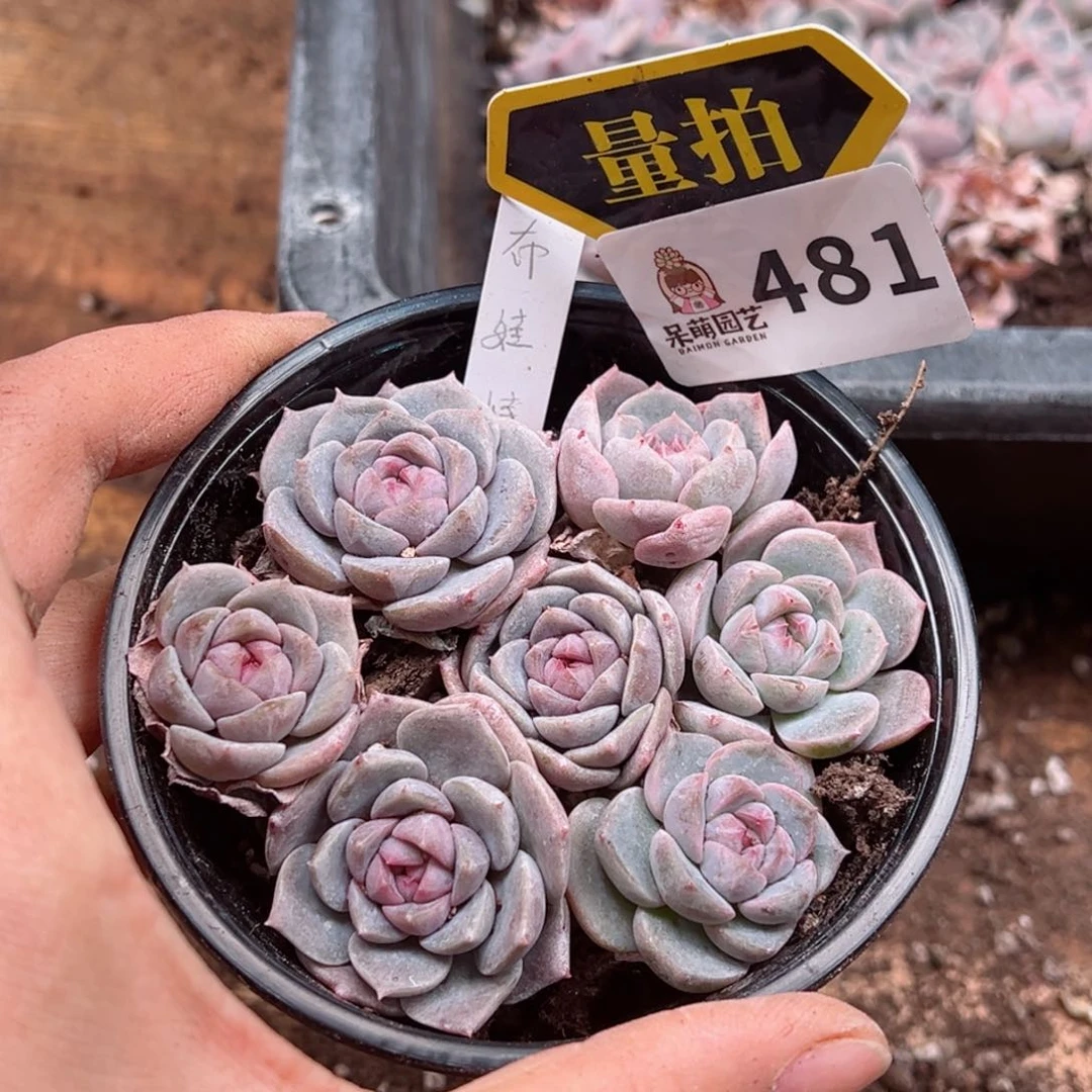 多肉植物多肉植物