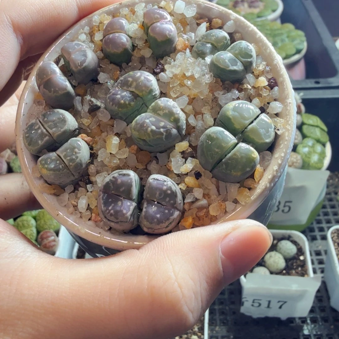 多肉植物的生长发育和生长564