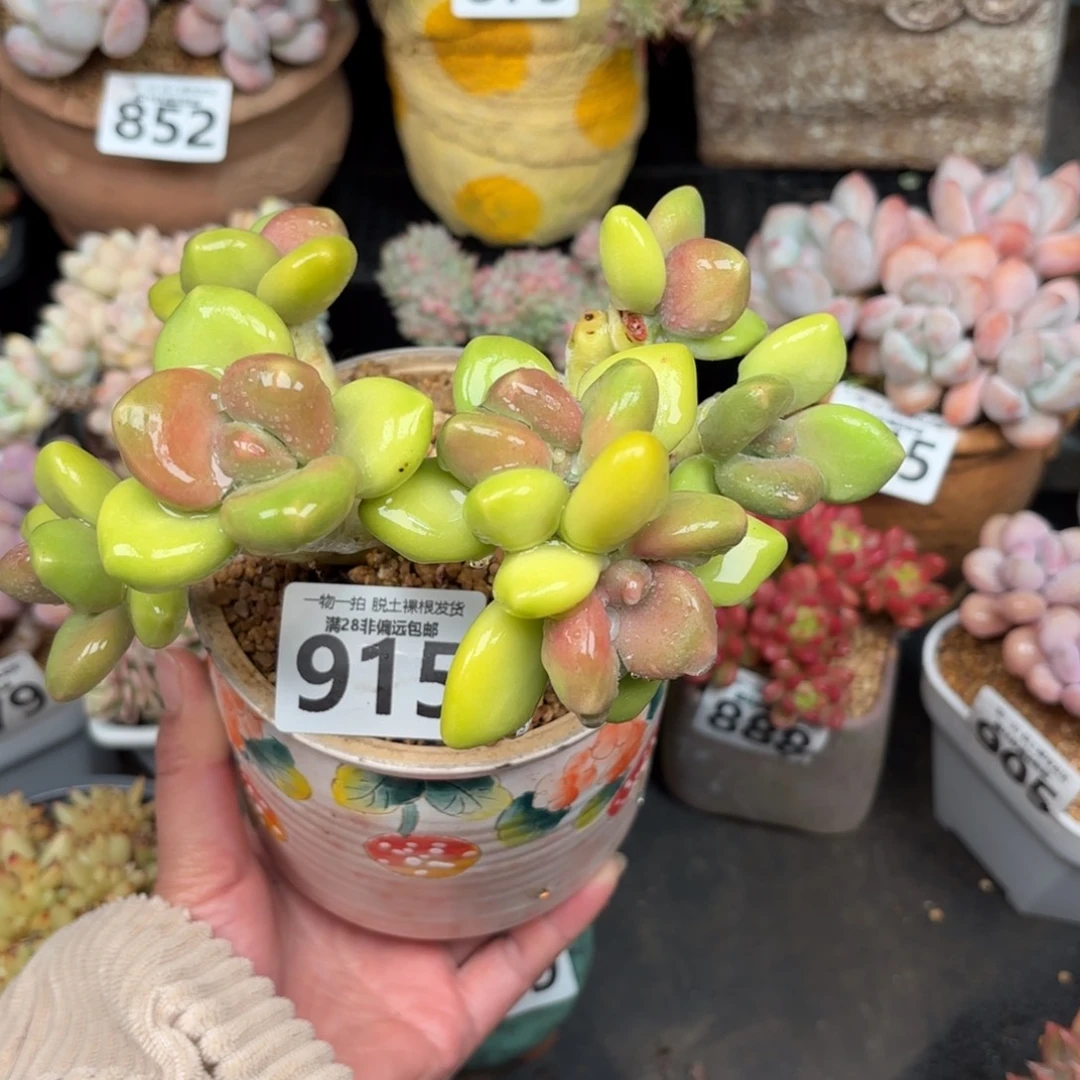 芒果KK奶无盆土发货