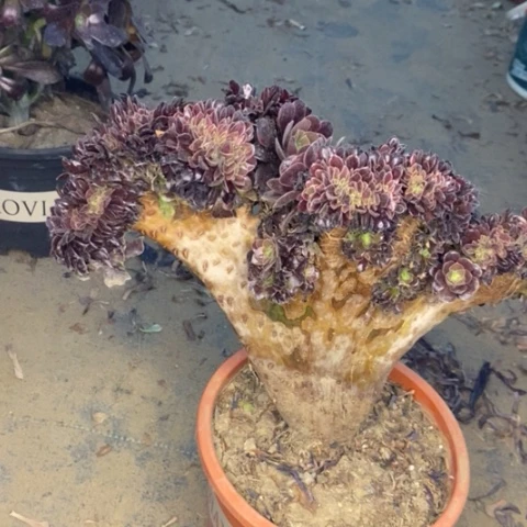 欧嘉莉缀多肉植物030