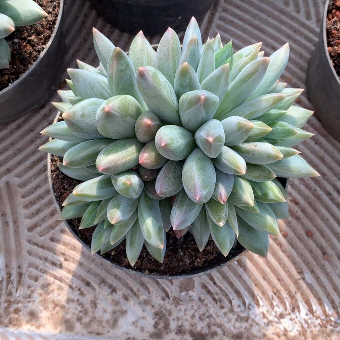 重楼群生多肉植物