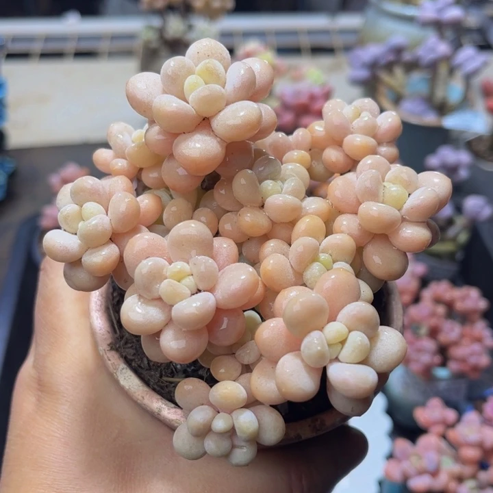 232 洛可可10 厘米