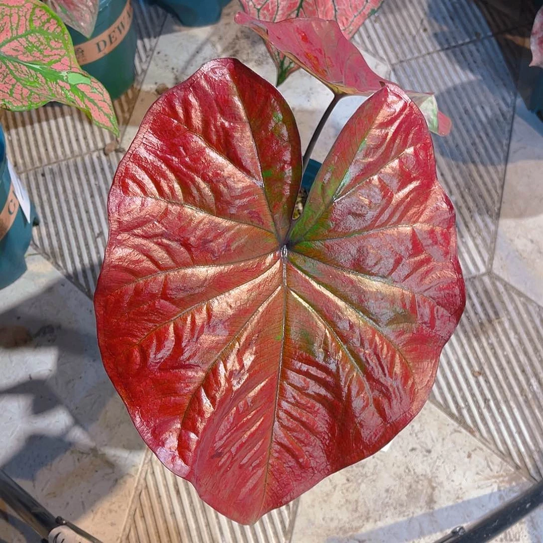 完全开放 1996泰彩一物一拍