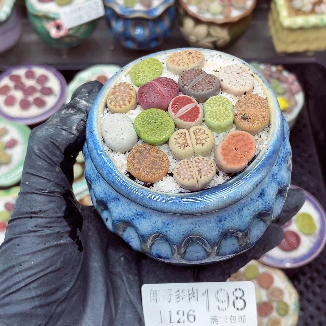 生石花满18包邮1126-198