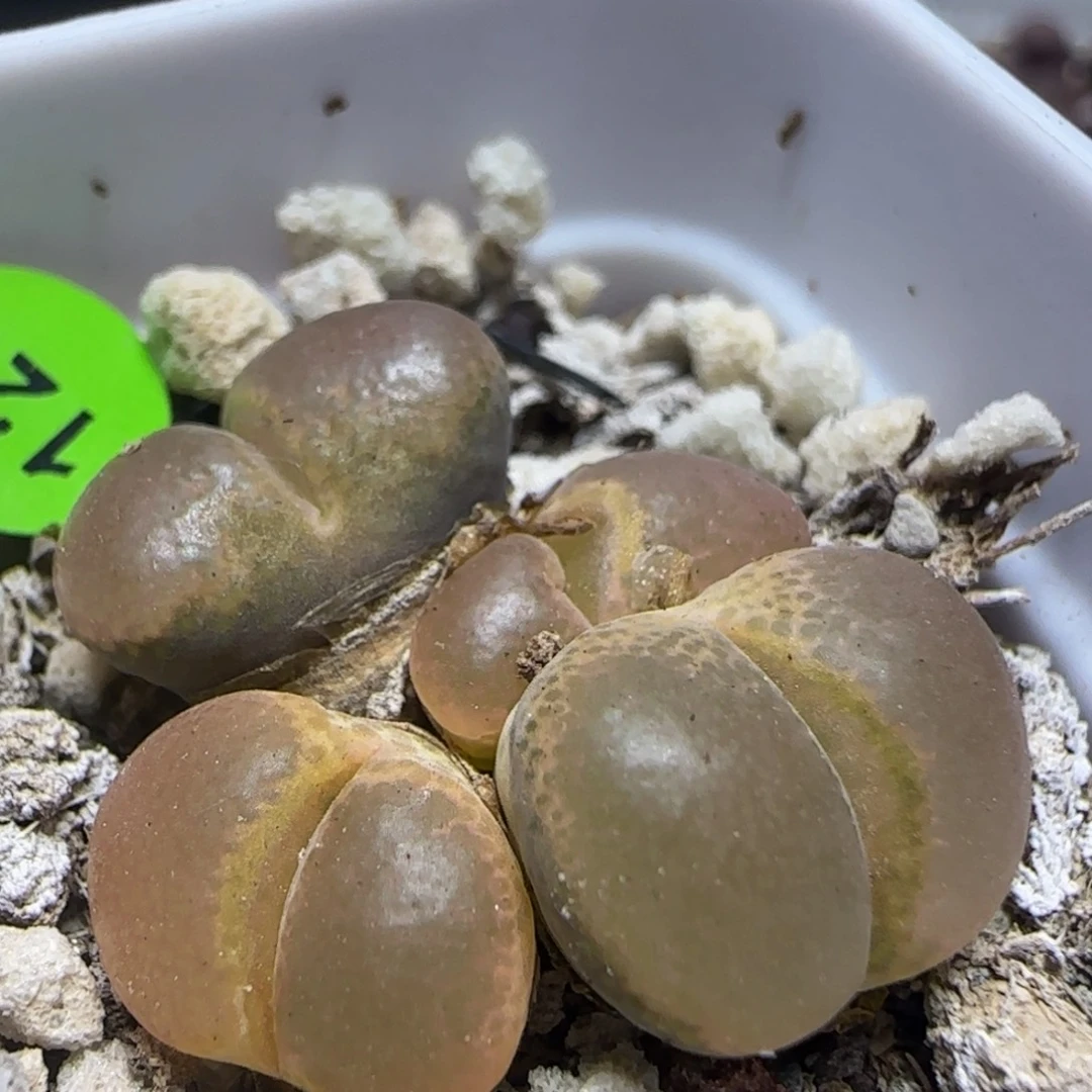 漂漂亮亮多肉植物126
