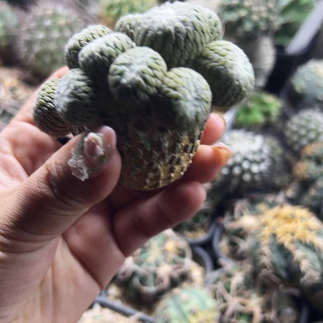 精巧丸仙人球666666666