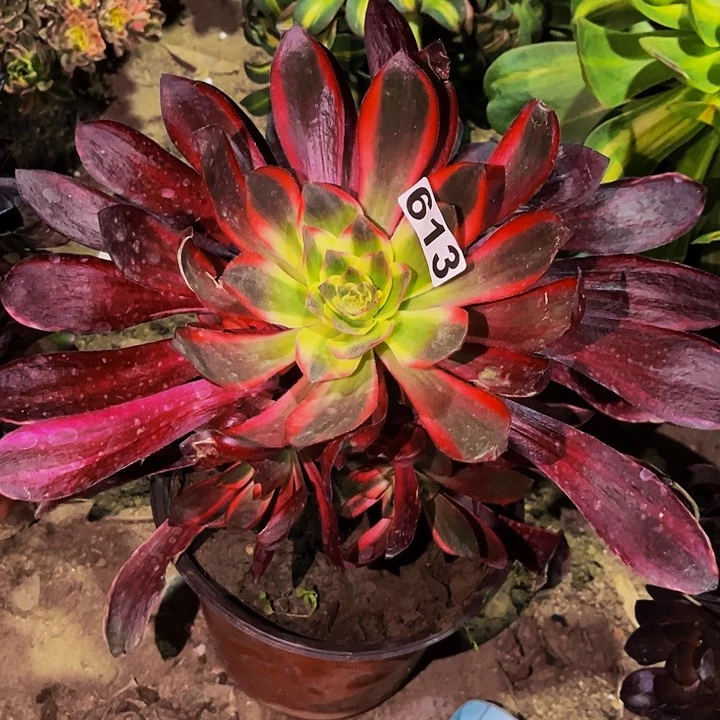 阿*613红魔女多肉植物处理不售后