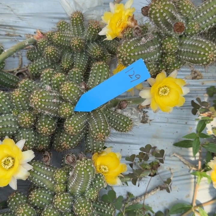 白檀仙人掌群生129