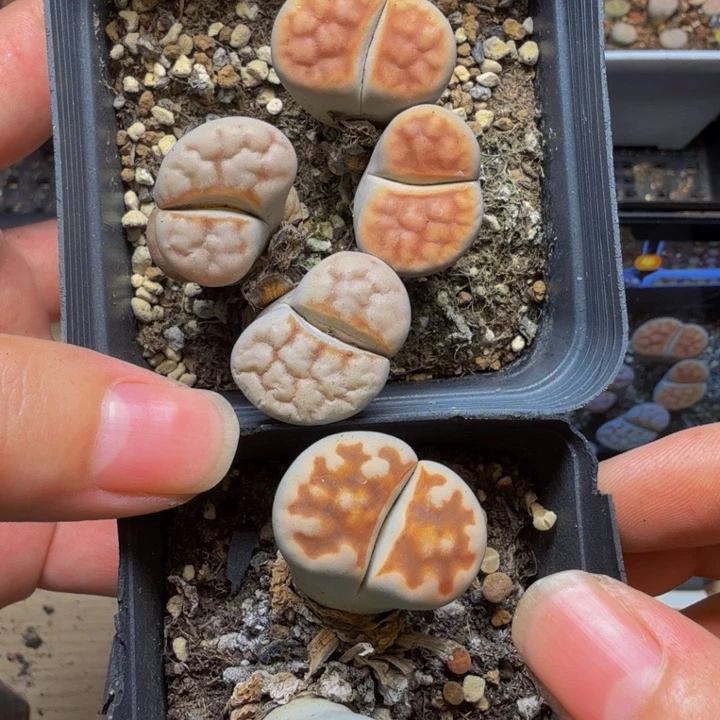 咪***咪多肉植物的生长发育3