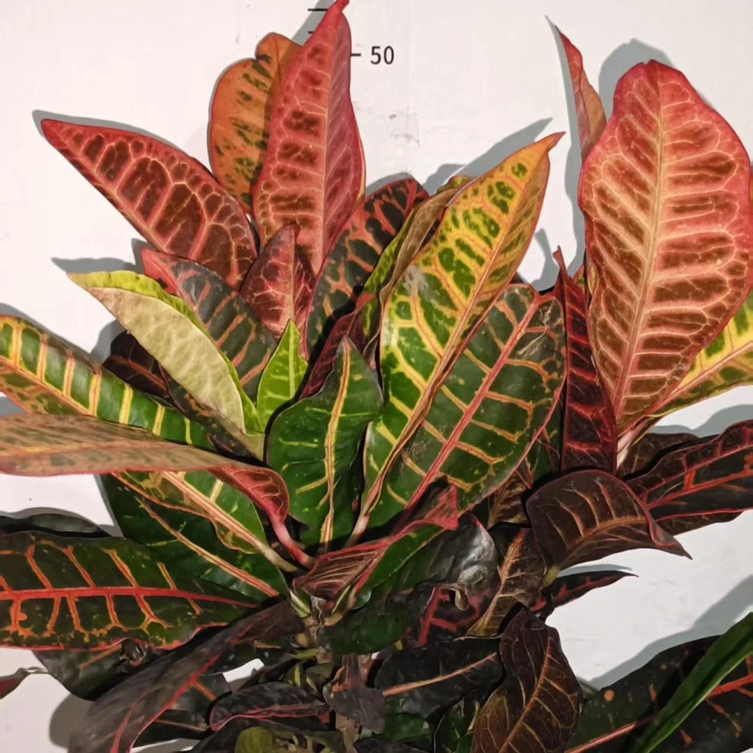 七色彩霞植物随四季温度变色可室内外养护