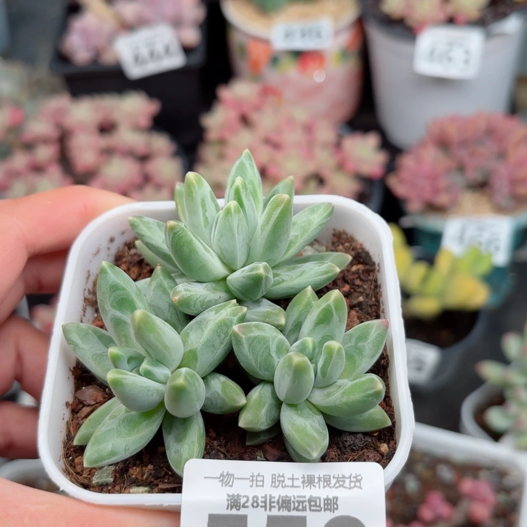 乌拉克拉无盆土发货