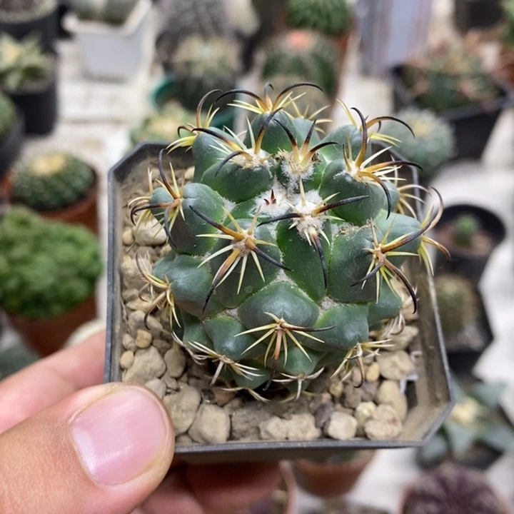 实生钢钉特价福利