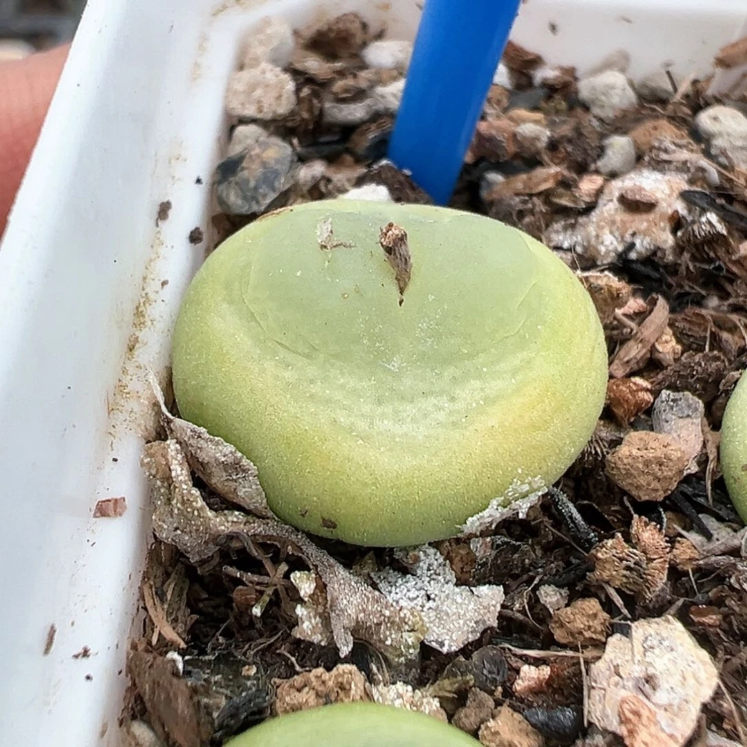 啊****呜ef534 大王拉登 多肉肉锥