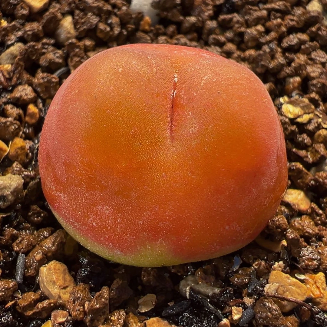 水蜜桃多肉植物盆栽栽培