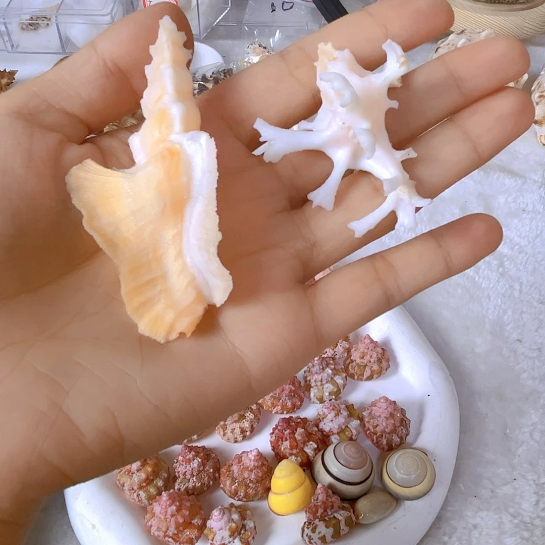 大理石磁石渲*染天然贝壳海螺批发零售