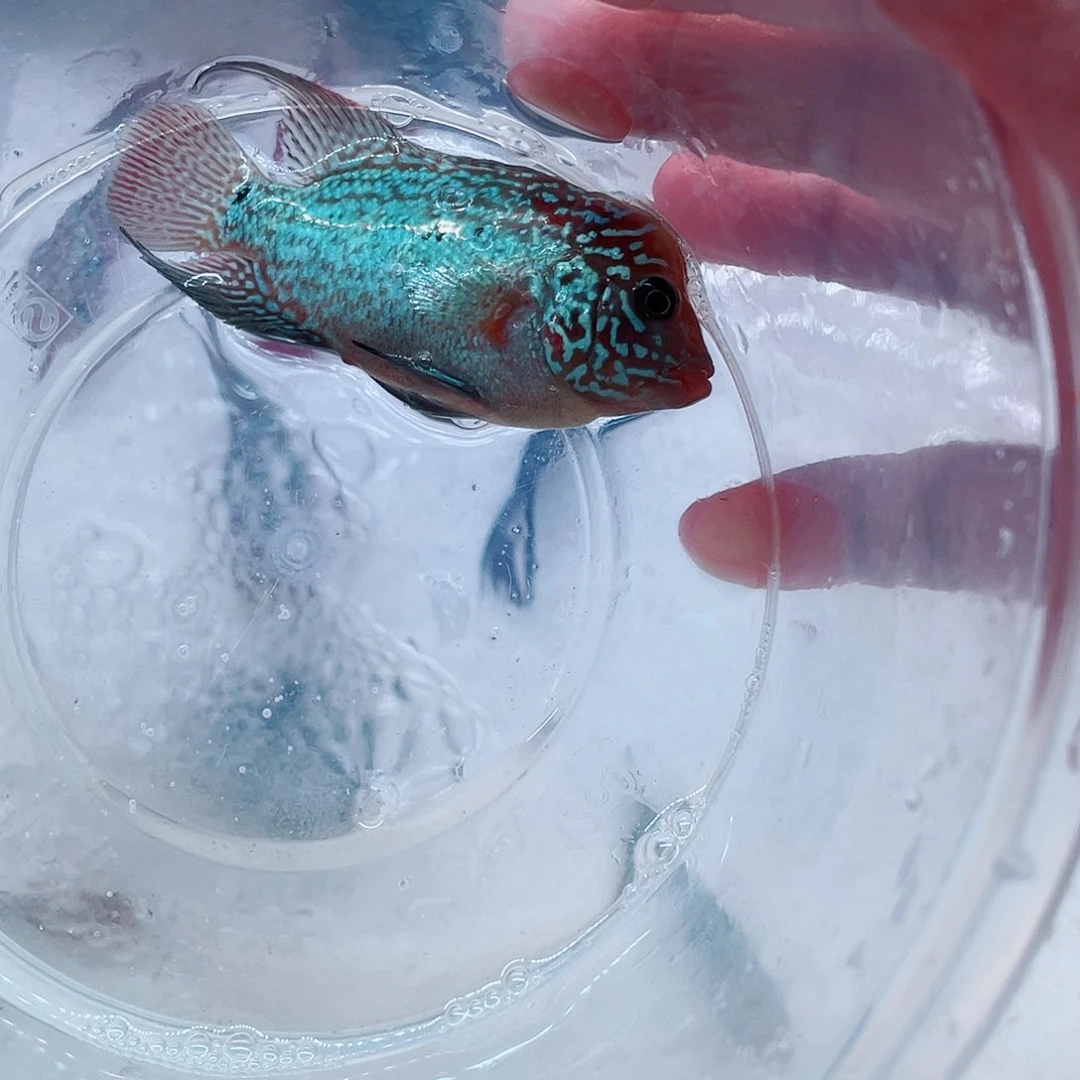 罗汉鱼1**3泰金1