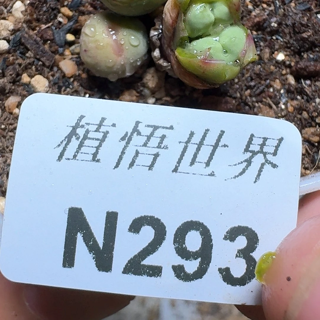 293盒多的植物哇f f