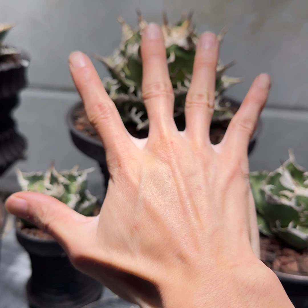 大***_实生籽播仁王冠龙舌兰