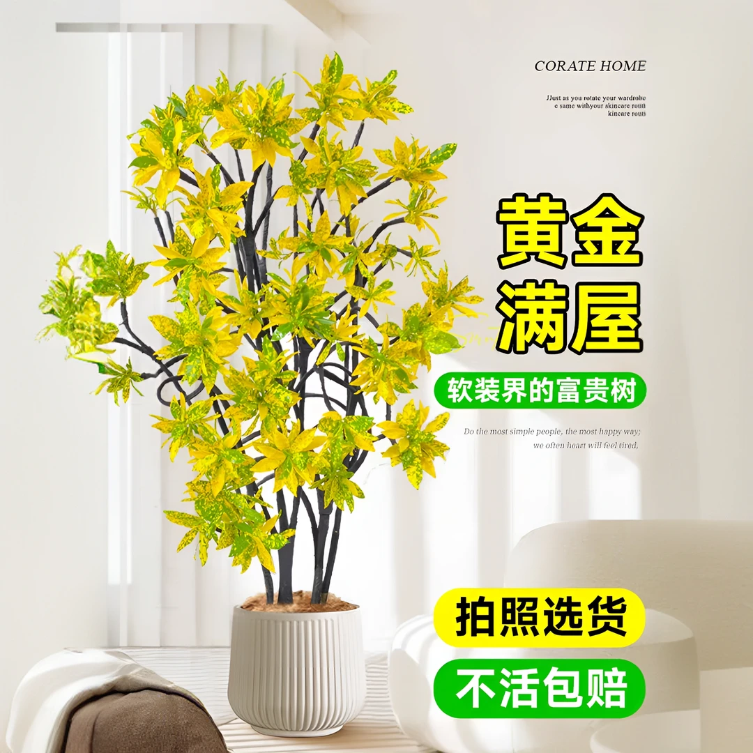 【洒金榕】盆栽绿植室内外造型木本植物广州源头基地直发栽好包邮