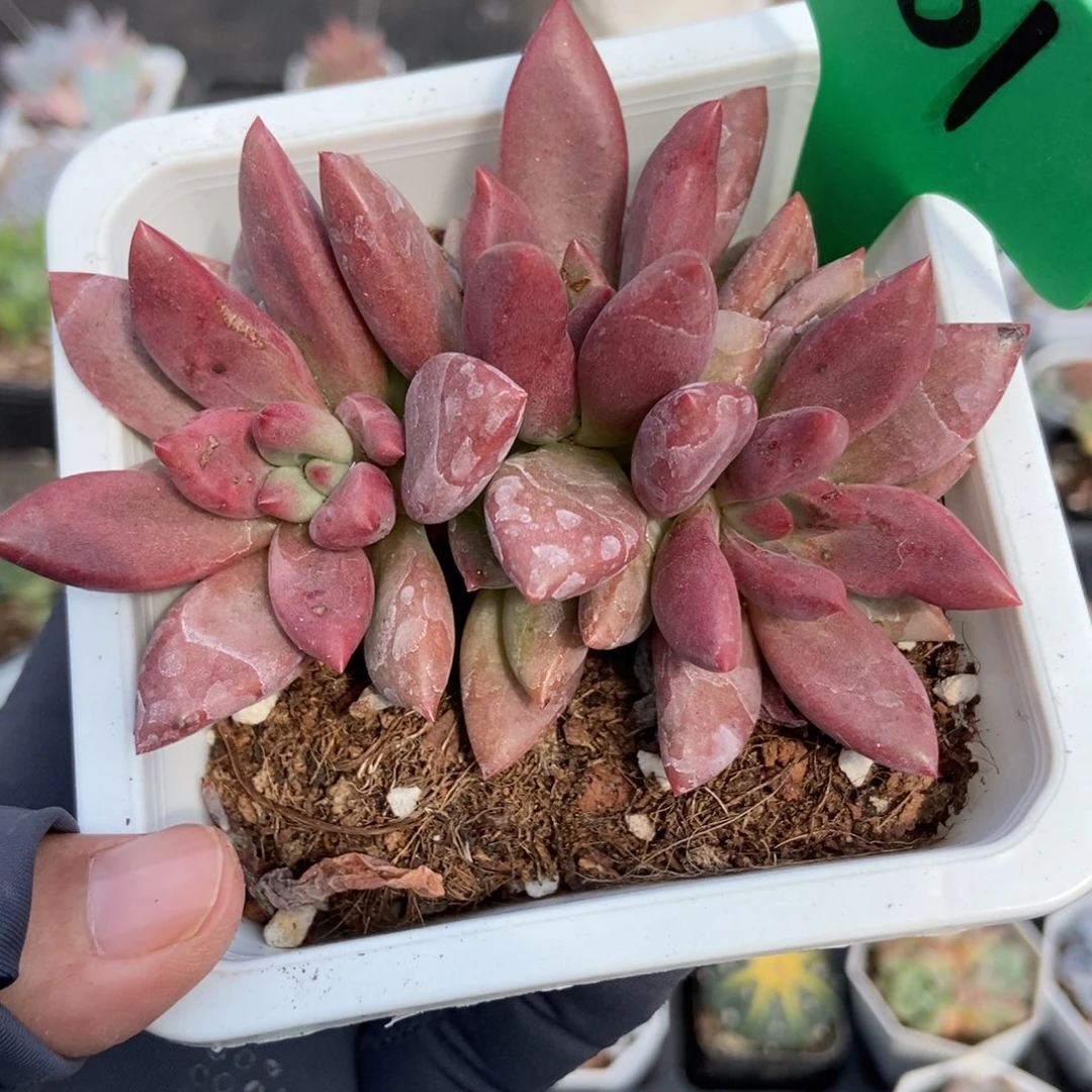 1001桃花源多肉植物