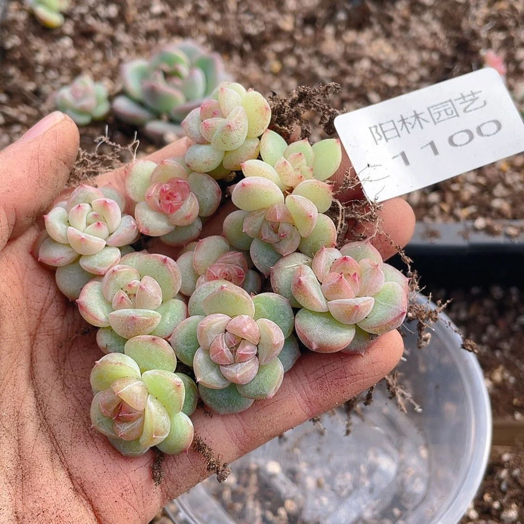 多肉植物多肉植物1100