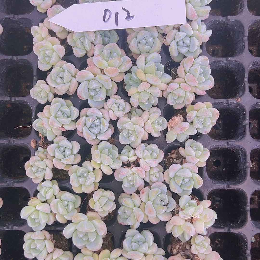012！32颗超个体冰玉组合