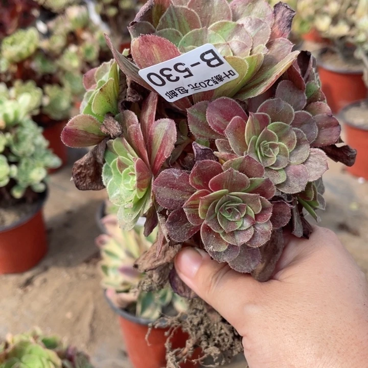 微***雨530花月多肉123456789