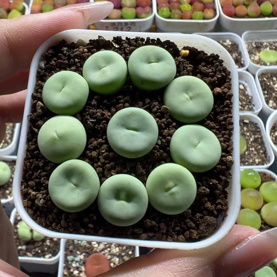 216大型红嘴裸根发货