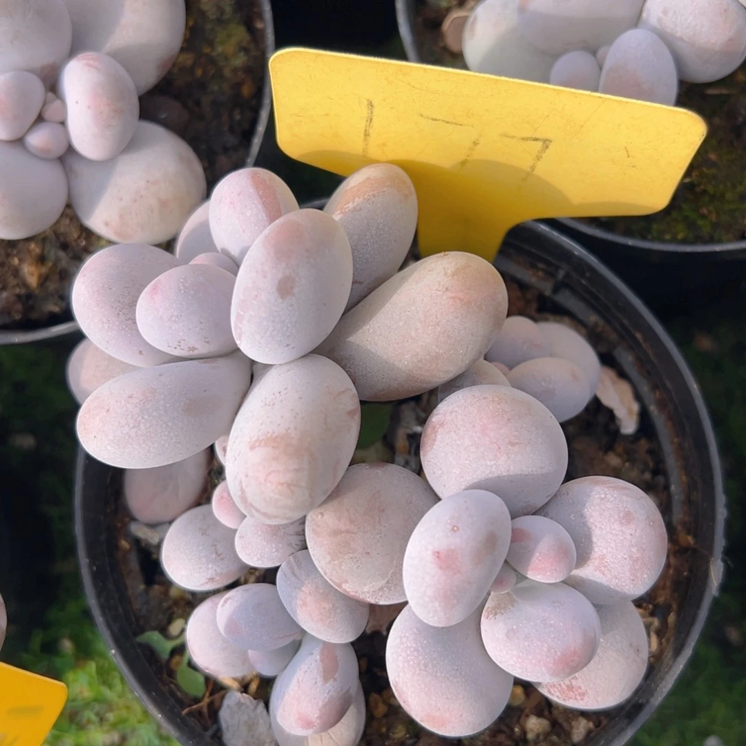 福利来啦打榜啦打榜啦